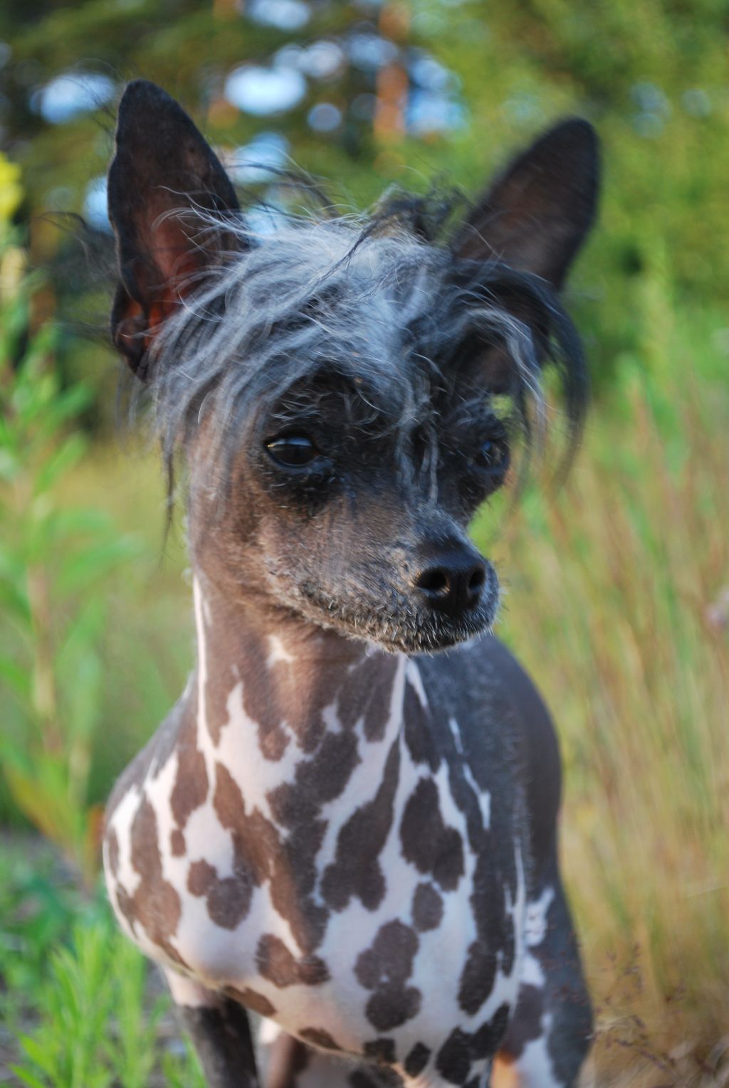 Dogs of Dark Chiquitita