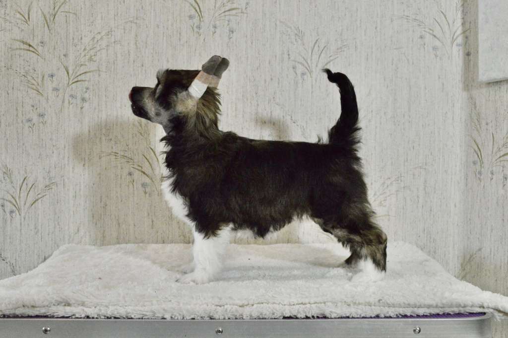 Girls Girls Oops! I did it Again