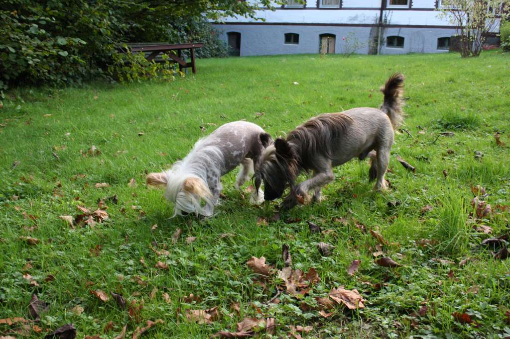 Puha - Luxus Porcelán Duma Dagi