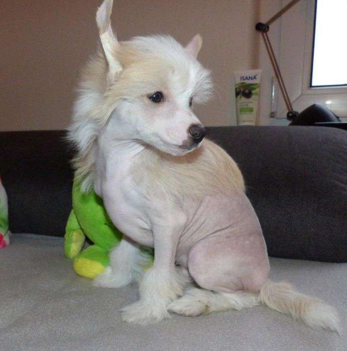 Elhany vom Apfelland