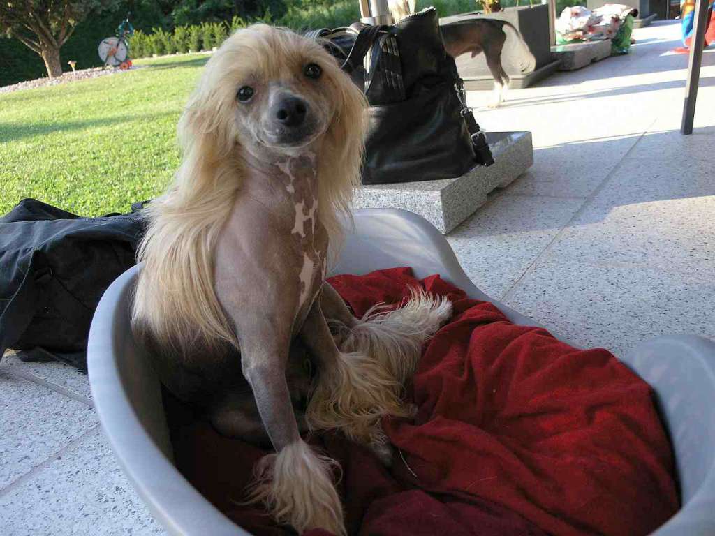 Brad Booker von Starhemberg