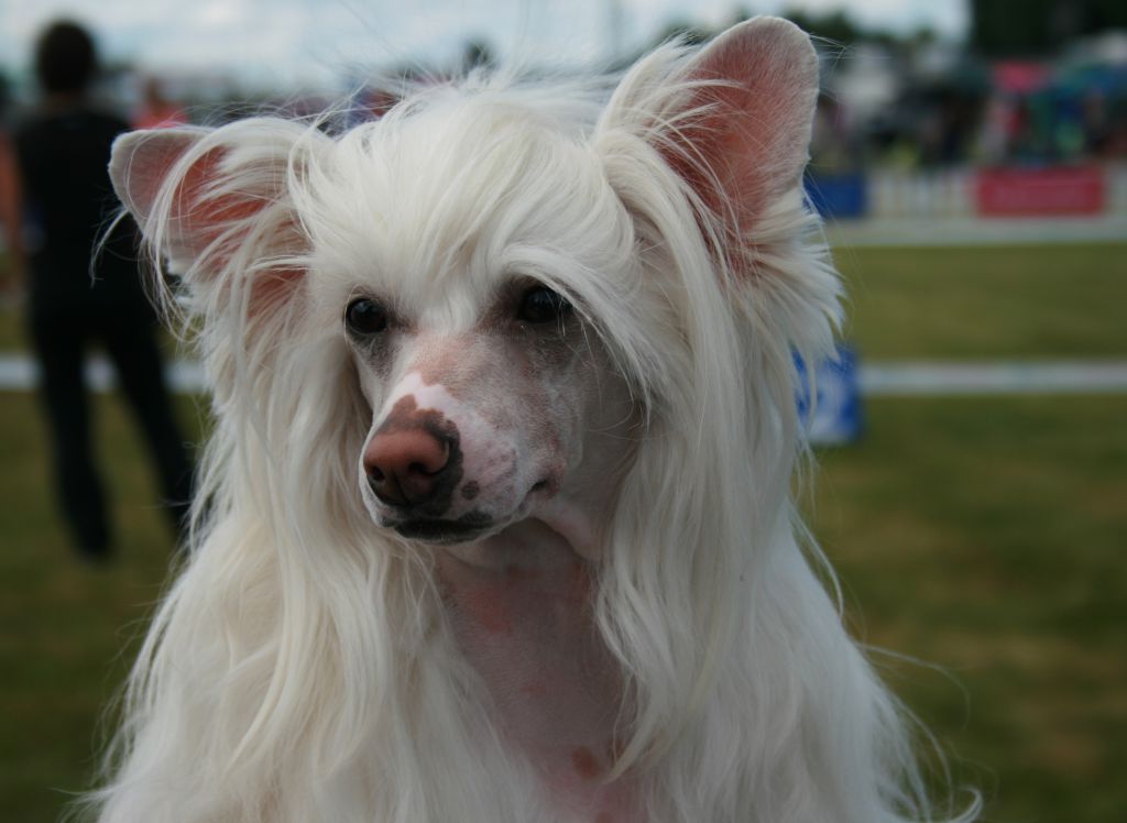 Belline Bleona Avrina