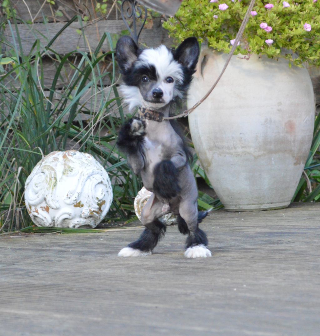 Edenlover von Shinbashi