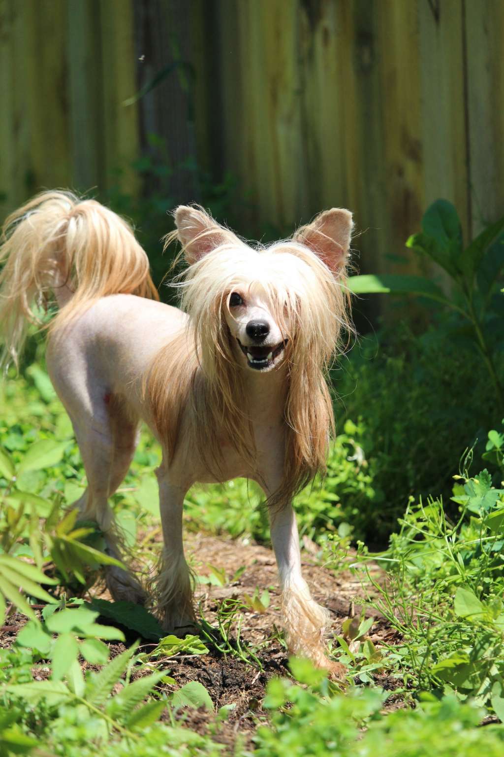 Locus' In The Cosmos, Juno Of Hollar