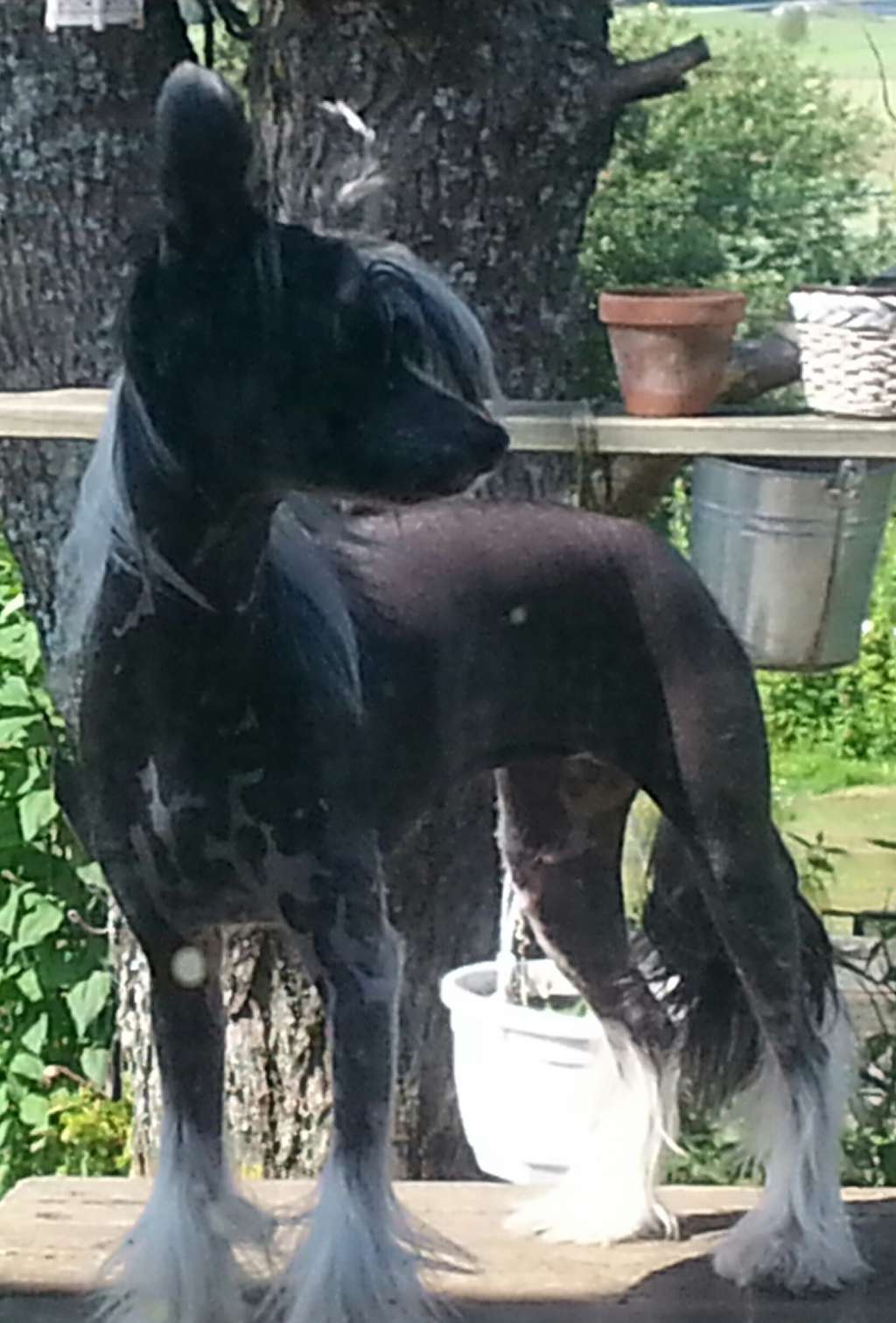 Pideraq's Hurmaava Hotdog