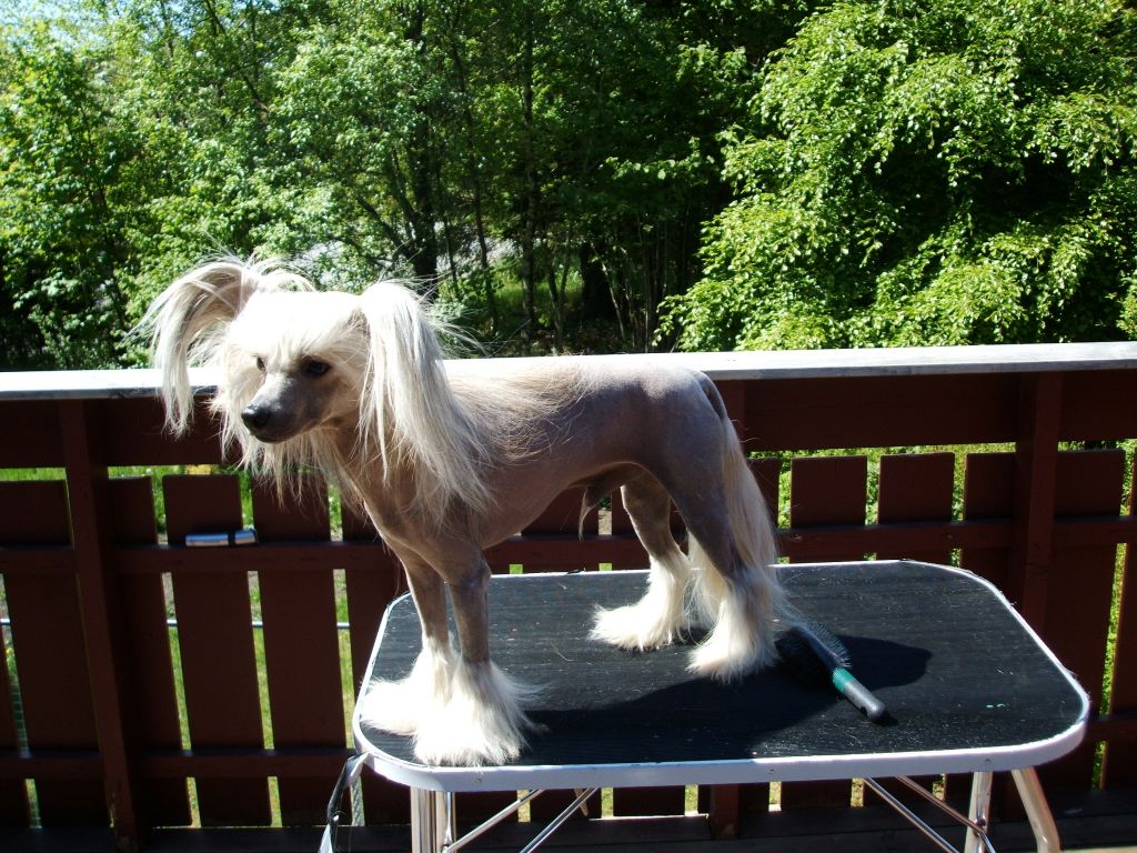 Proud Pony Hero Of The Day