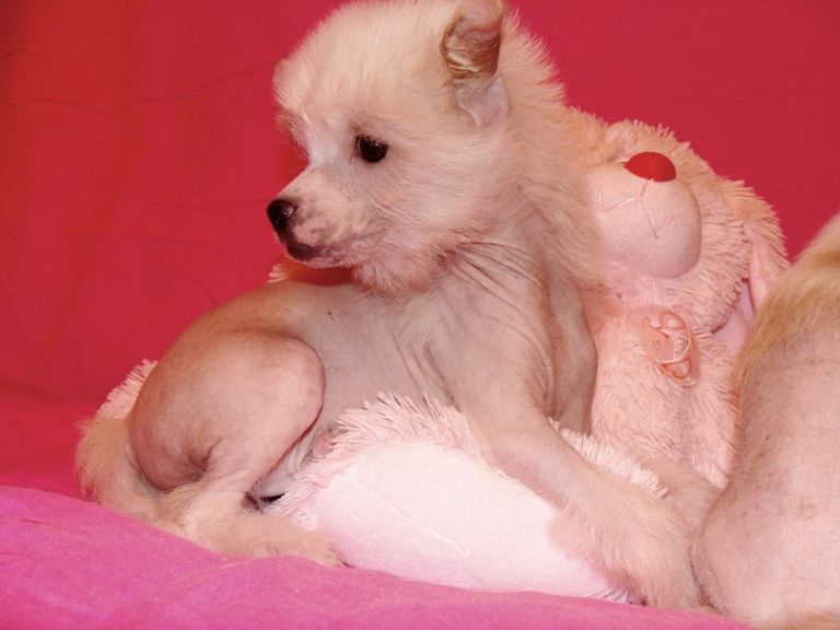 Picasso Black of Channel