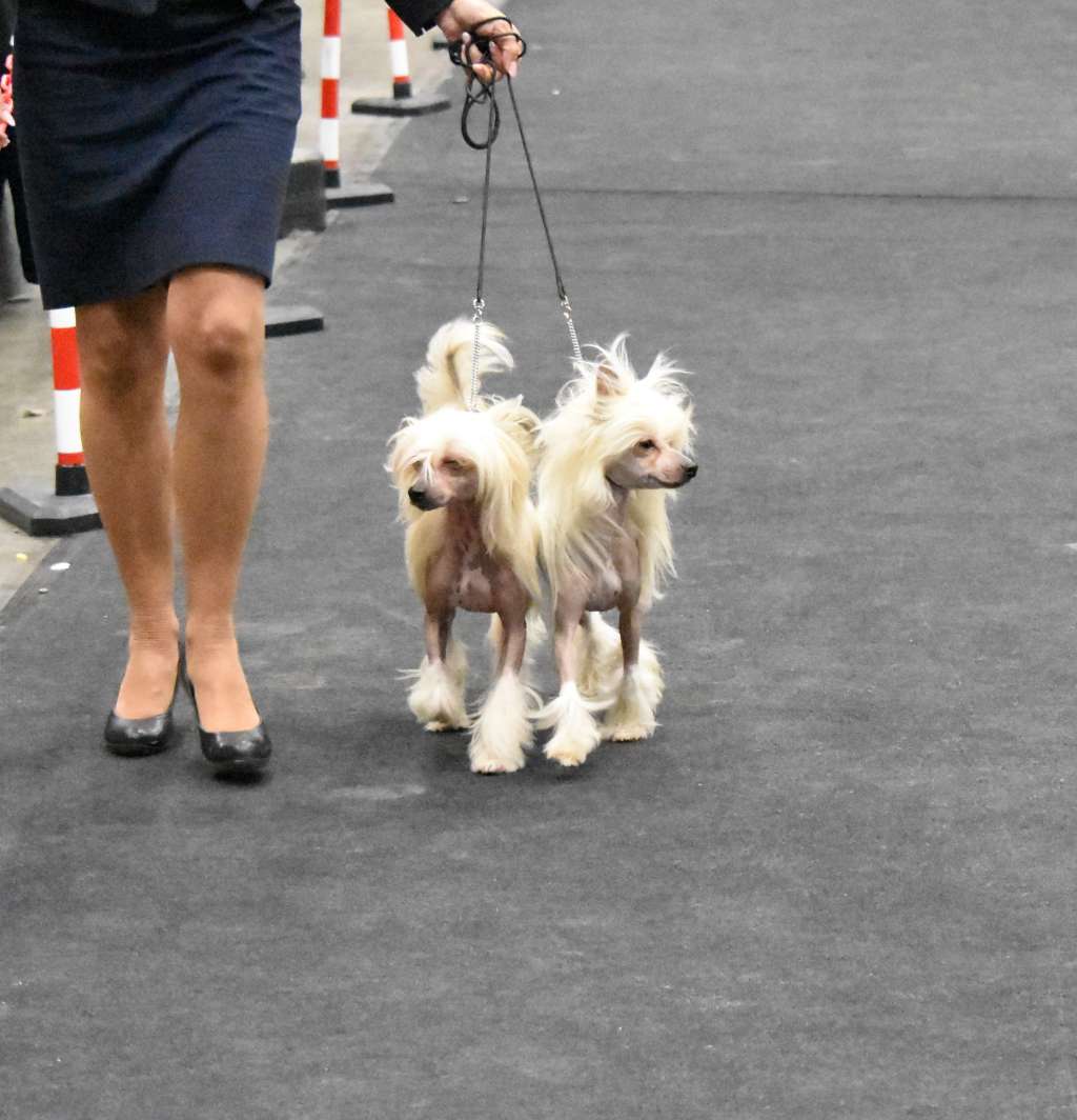 Pedro of the loving dols