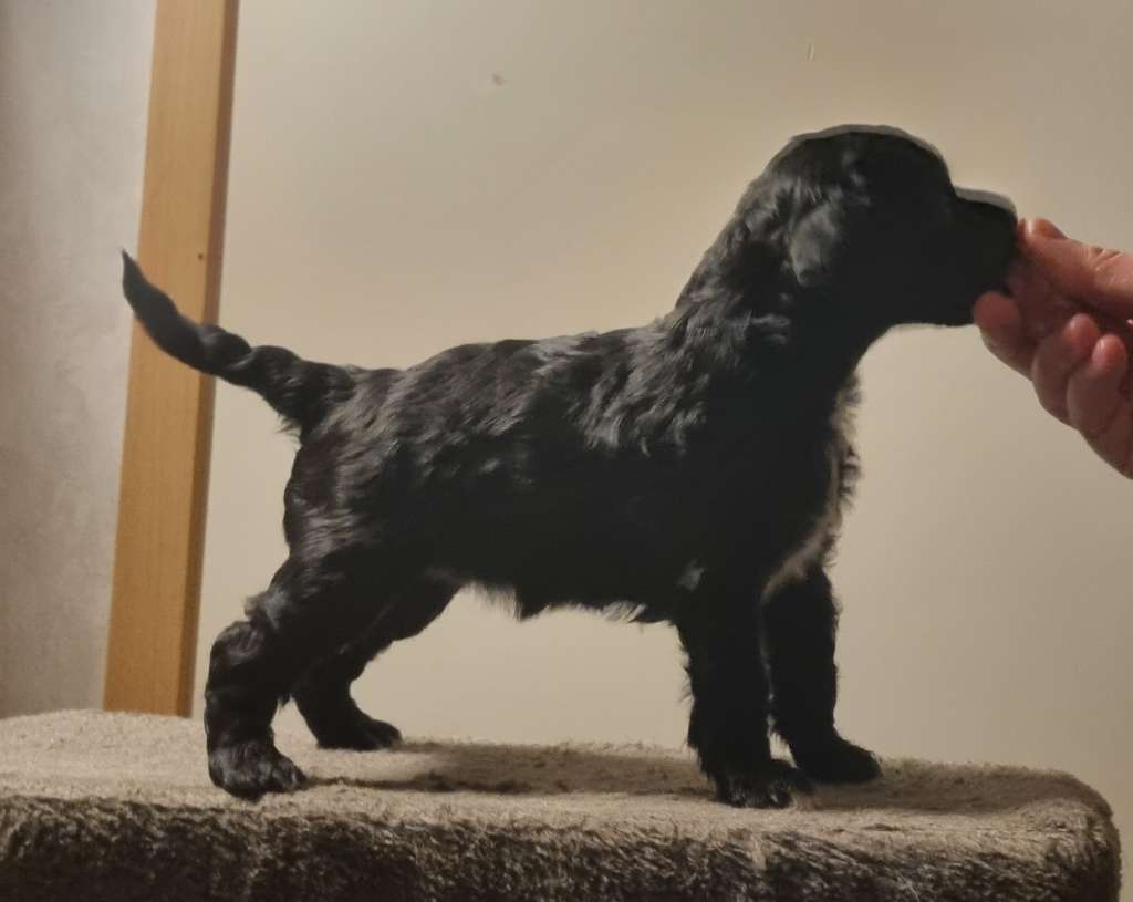 Crestwood Ultra Black Vixen