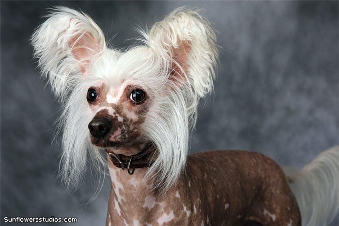 Alan Bleis Sunny Lion