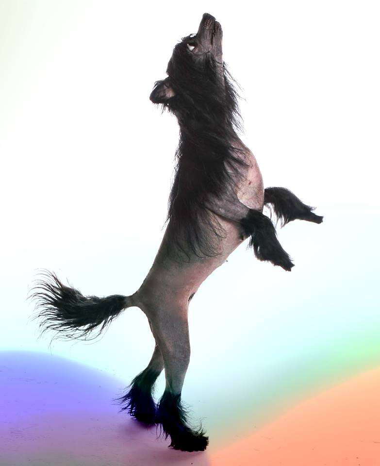 Zabava Iz Hohlyandii