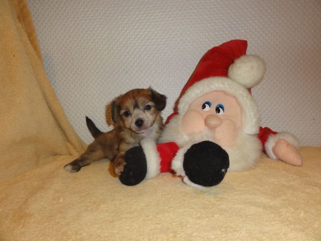 Frendor's Claudia'Dream