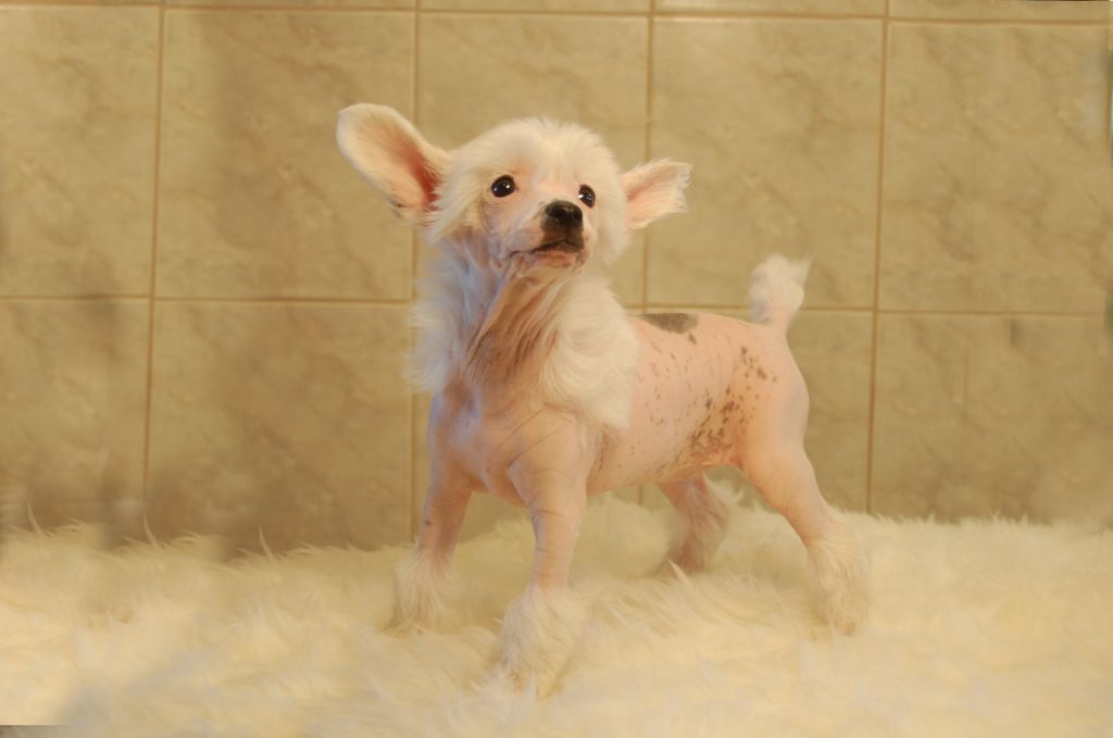 De La Mahafu's DiLove Jessica