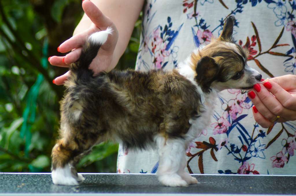 Sukansyöjän Big Bada Boom