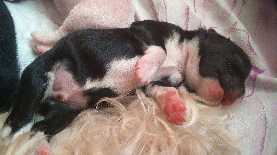 Drew z Jestrebiho kralovstvi