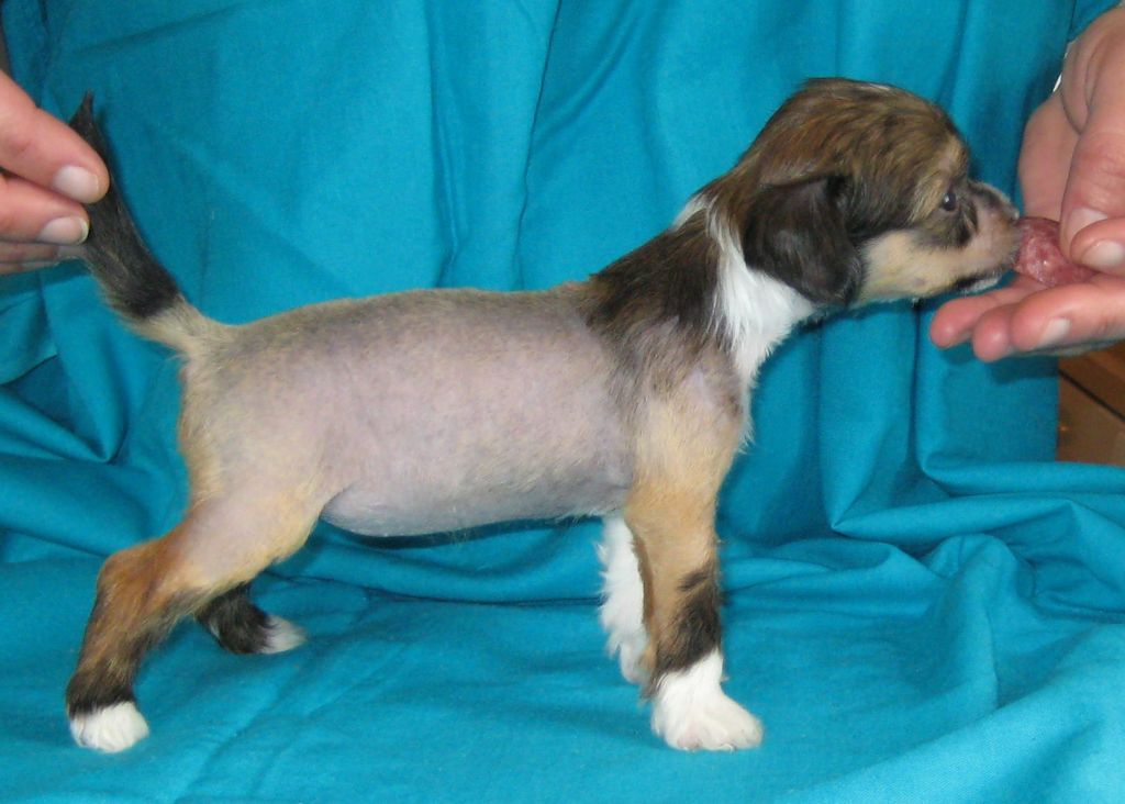 Icecrested's Alexandra