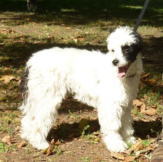 Fehérlófia Tündér