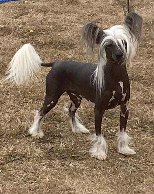 Scherzando Blackfisk