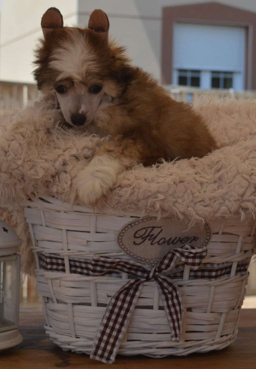 Magnus Staff Harold Zidler