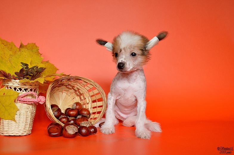 Olimpija Time To Win