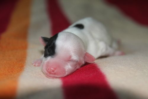 Chattanooga's Luna de Plata