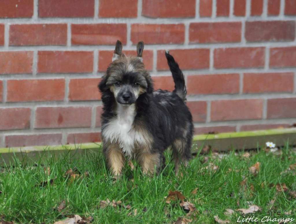 Pégase Little Champs