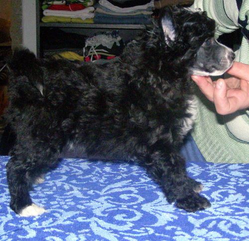 Curtis Jess Black Denis