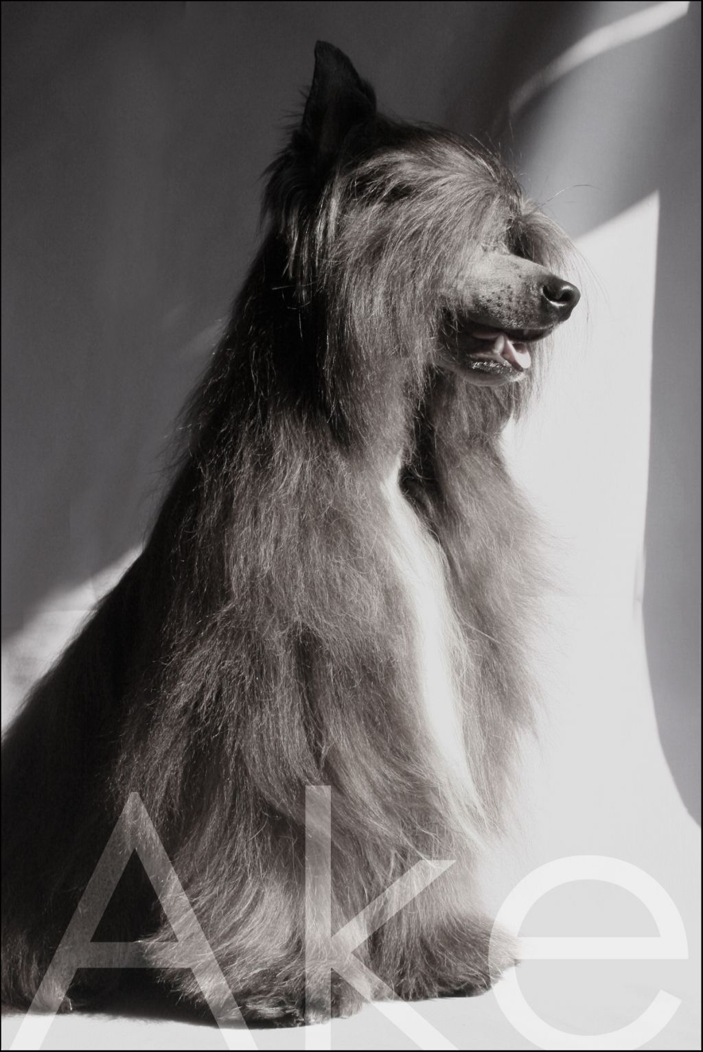 Que Molón de Schnauzerdreams