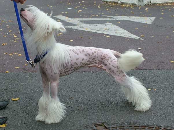 C'kissme Du Pave De Varennes