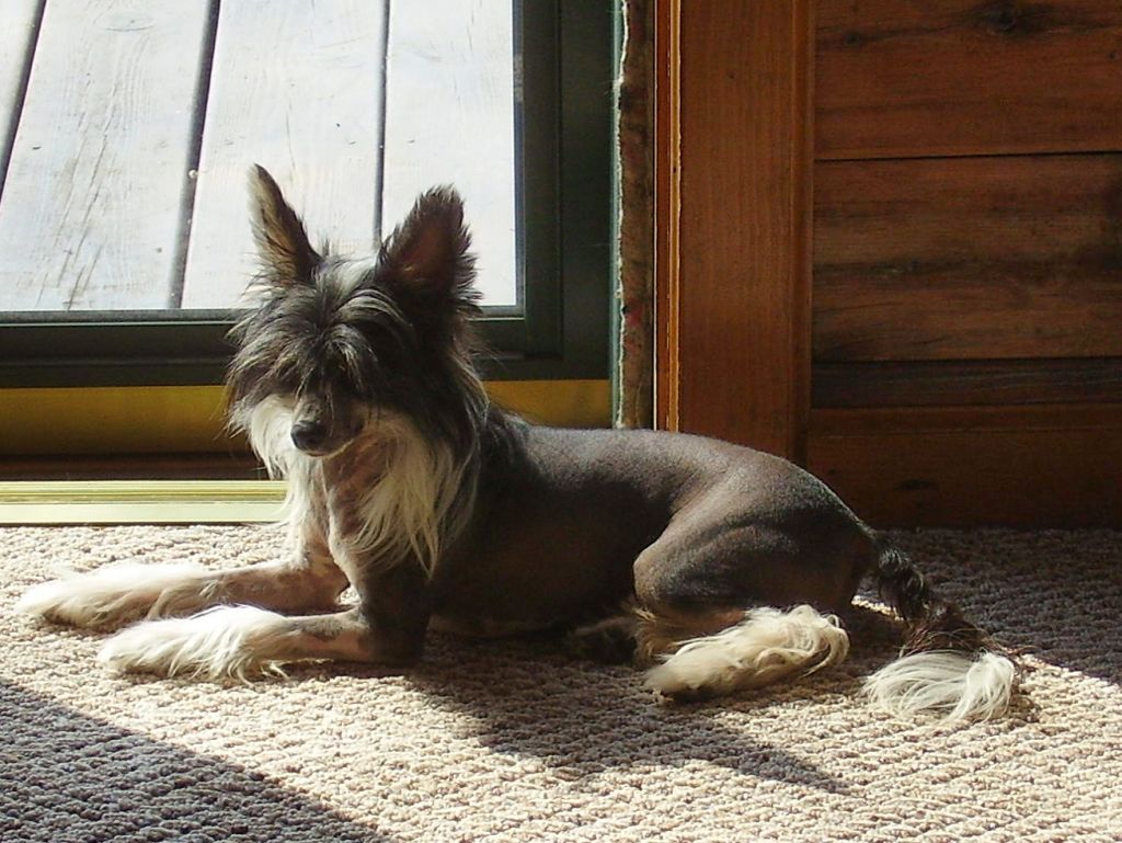 Gingery's Victory Foxtrot