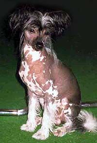 Charodej Beloj Magii Iz Ordena Ekate-Riny