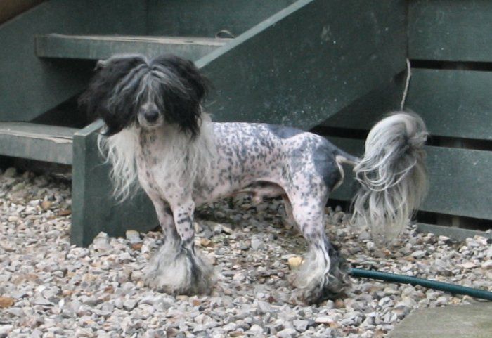 Mohawk Sudden Impulse