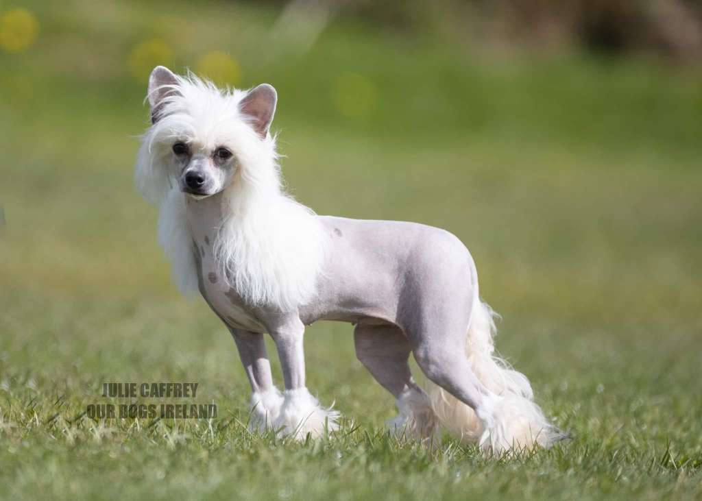 Hermiona Granger Modern Family