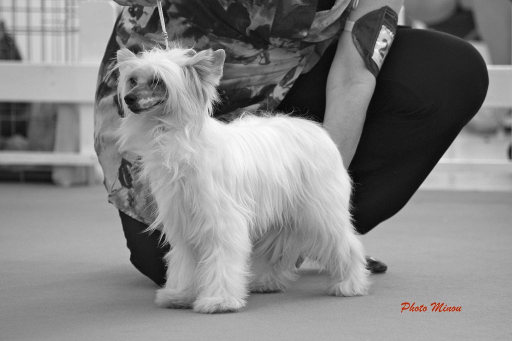 Solino's Cruella de Vil - Riproduttrice Selezionat