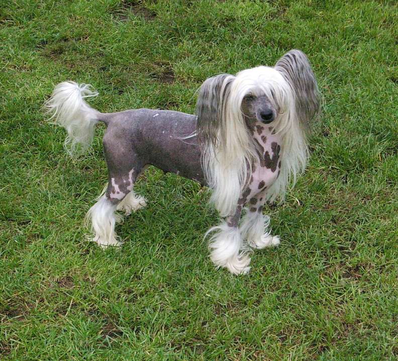 I've Got Foxy Knickers N'Co