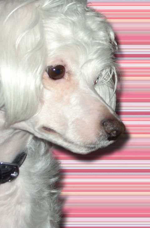 De La Mahafu's Ariel