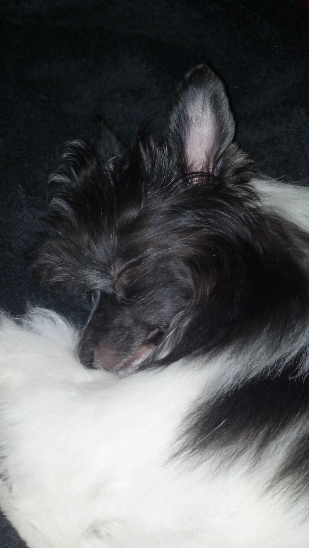 Blackheart's Progeny Blueprint for Perfection