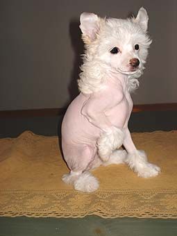 My Longtime Companion Europa