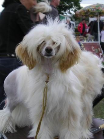 Shadow White Demonica Dreams Come True