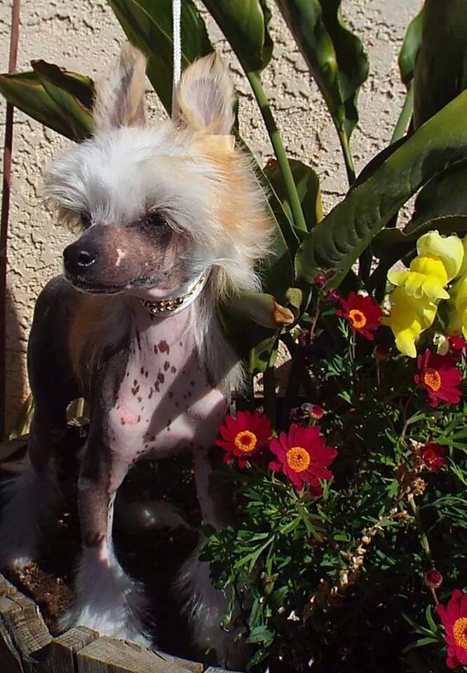 Crest-Vues's Celestial Starburst Cluster