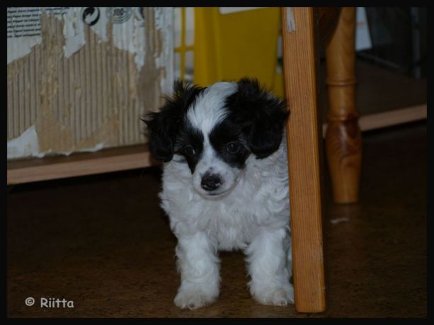 Sea Fire's Whinchester