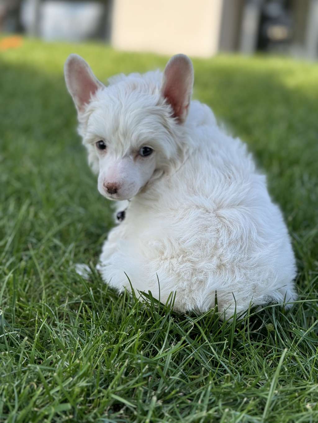 Hawran Z Wioski Jagny (fci)