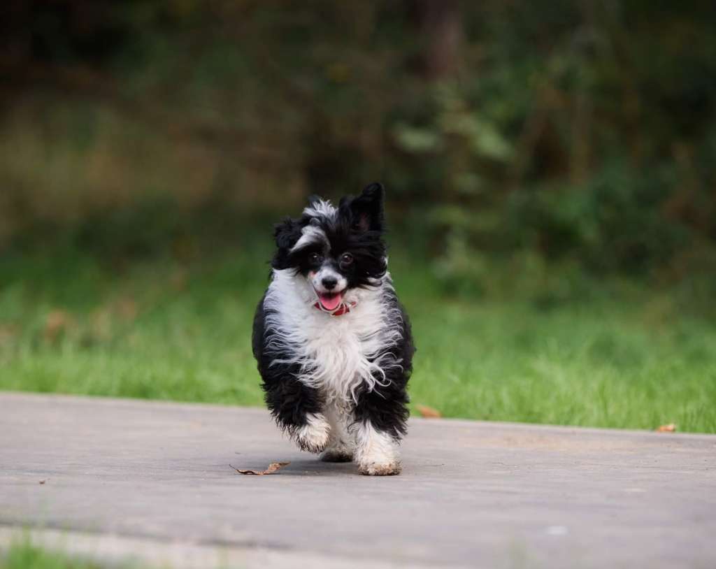 Apriori Vip Kristiana