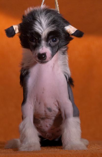 Black Loaded Gun De Gabritho