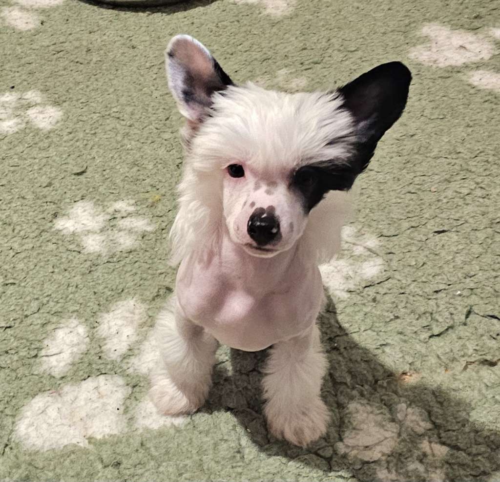 Ulala Jakosta Avokaduh