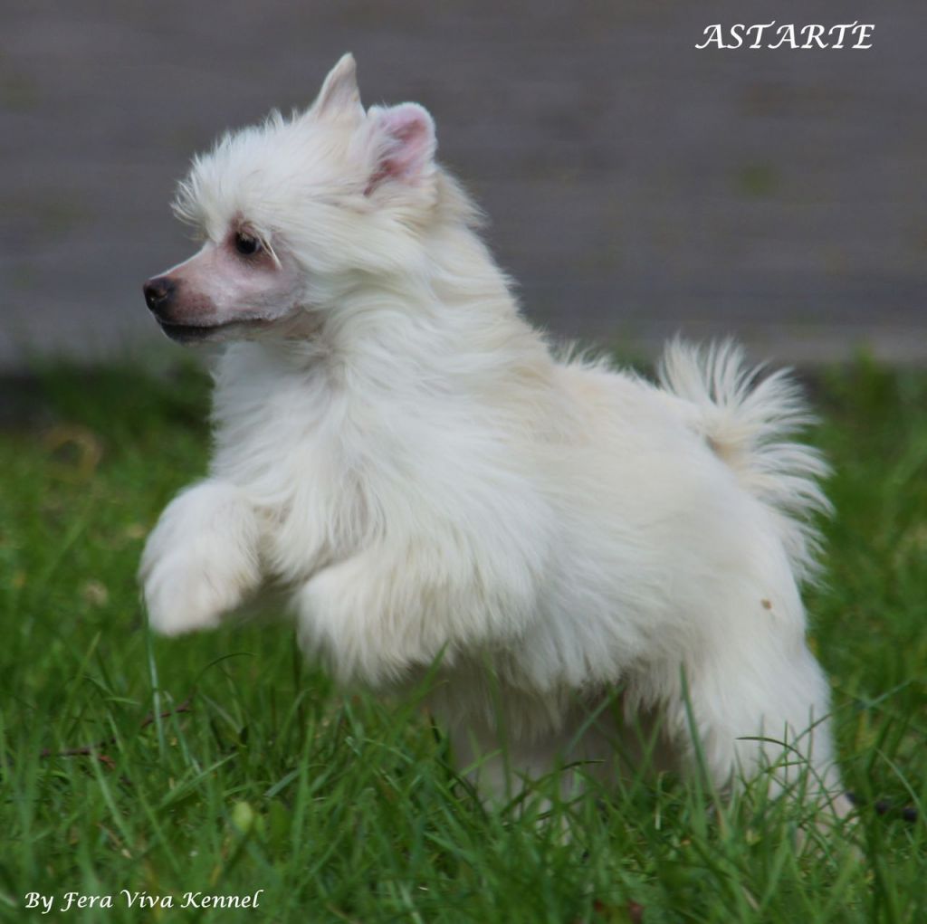 Astarte Mali Wojownicy 