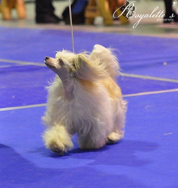 Joyway's I Have A Dream