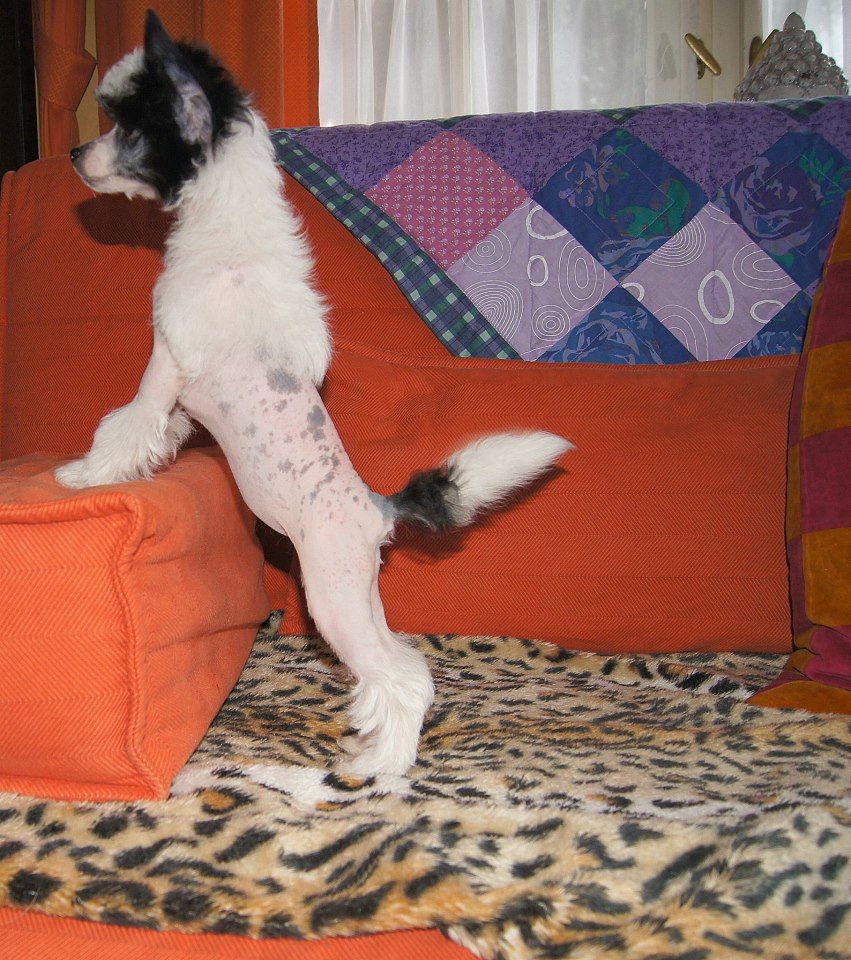 Scheulings Castle F.....