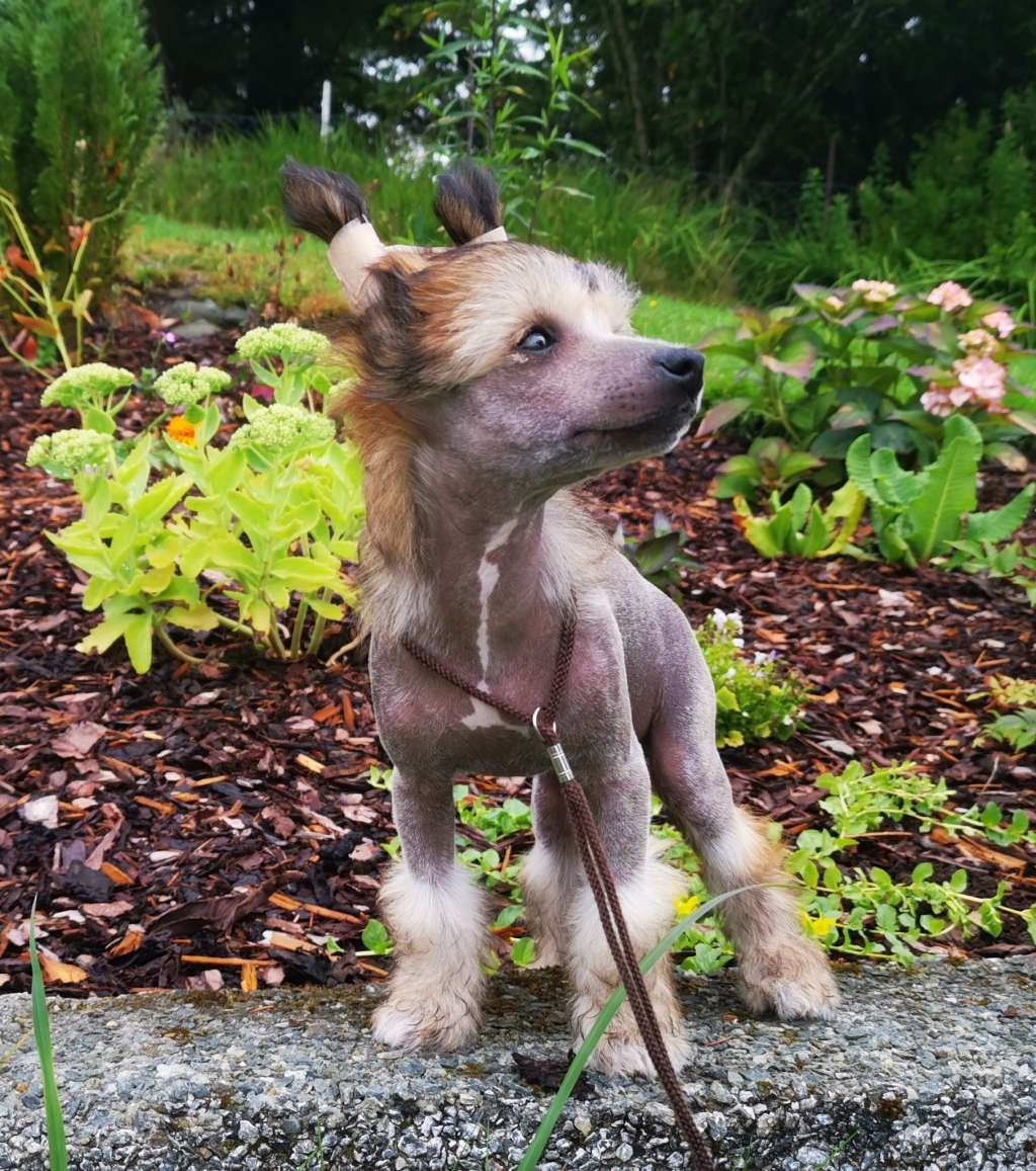 Crested Vixen's Mowgli