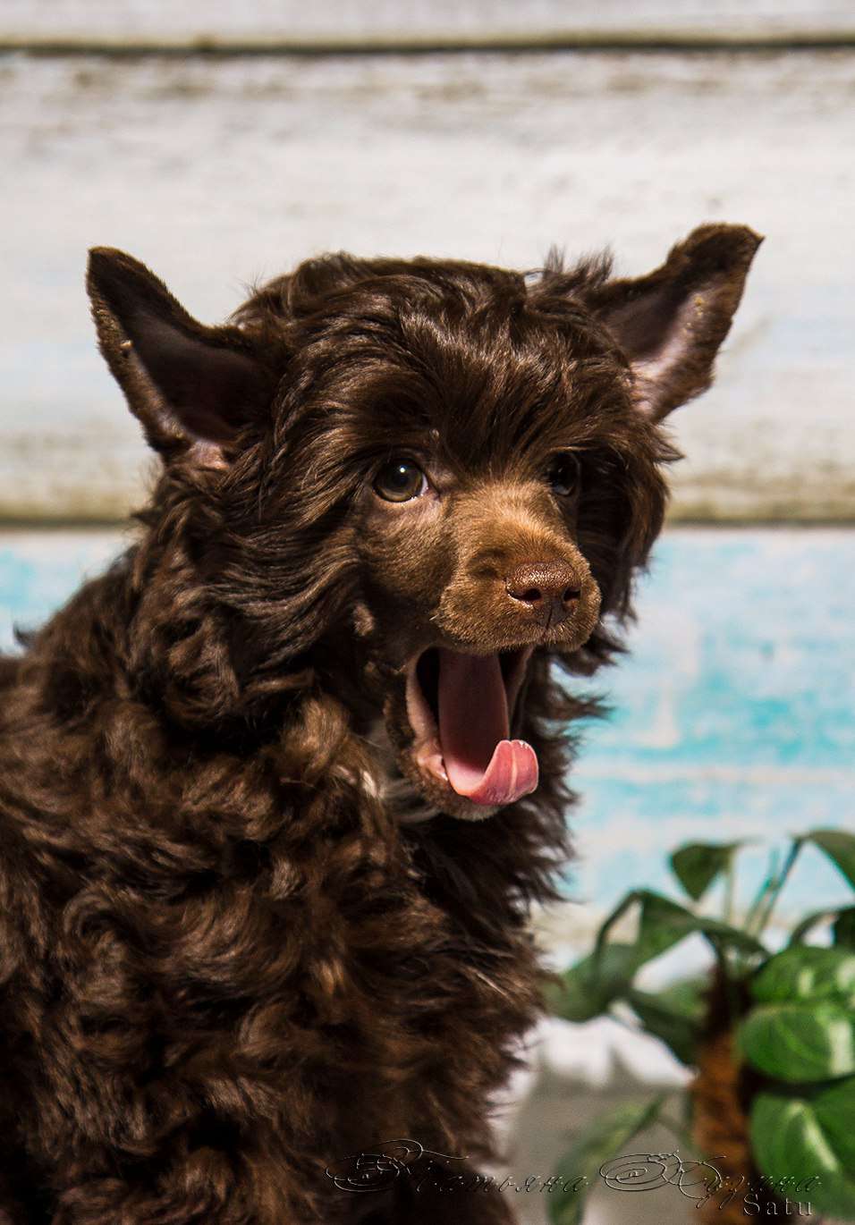 My Lucky Charm Arion Choco-Pie